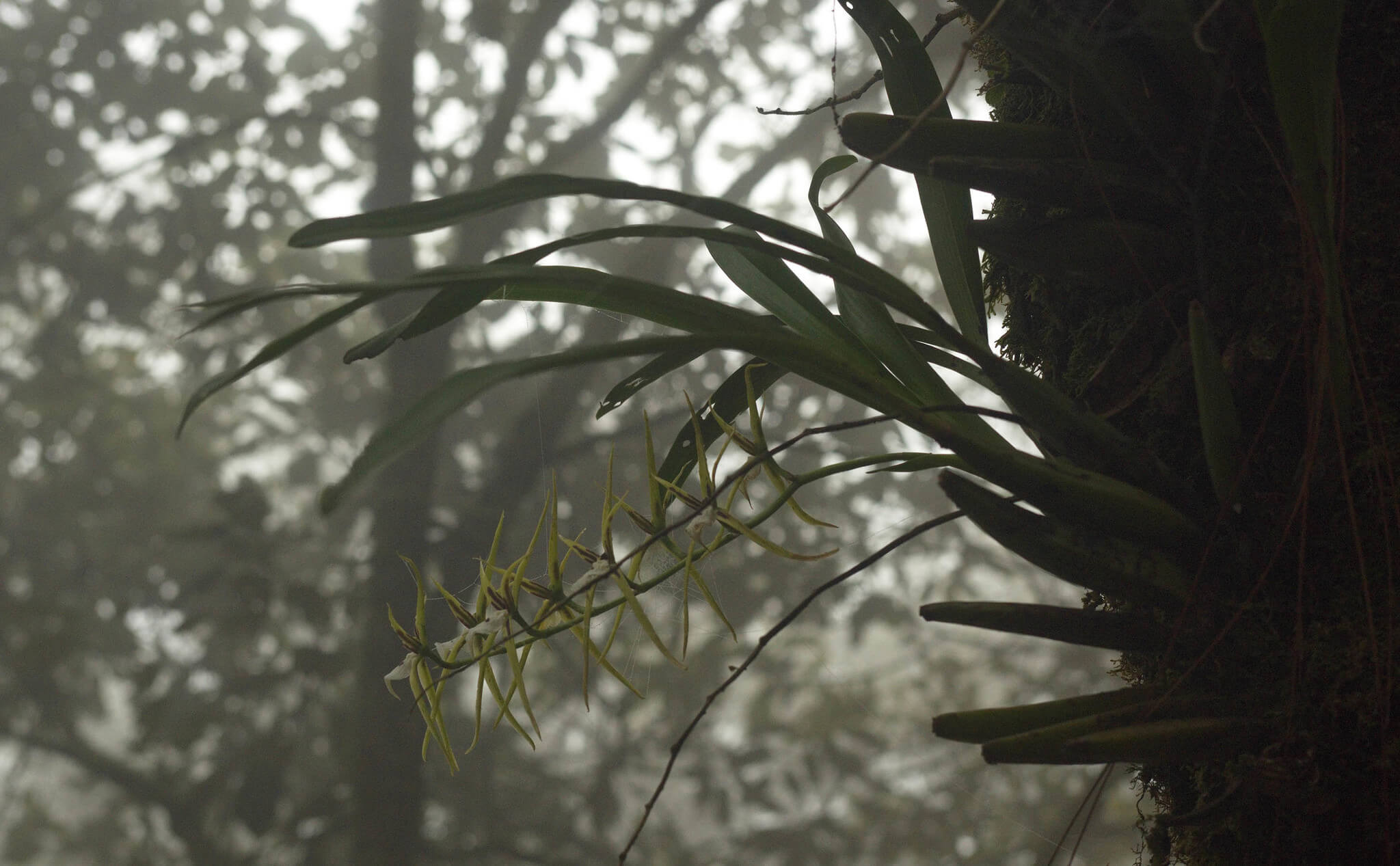 Brassia mexicana (Signata)